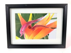 BIRD OF PARADISE FLOWER 4×6 » MATTED, FRAMED PRINT, READY TO HANG, GREAT GIFT!