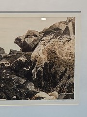 Calf Cove By Norma Warden Framed Photograph Signed Dated Vintage 1985