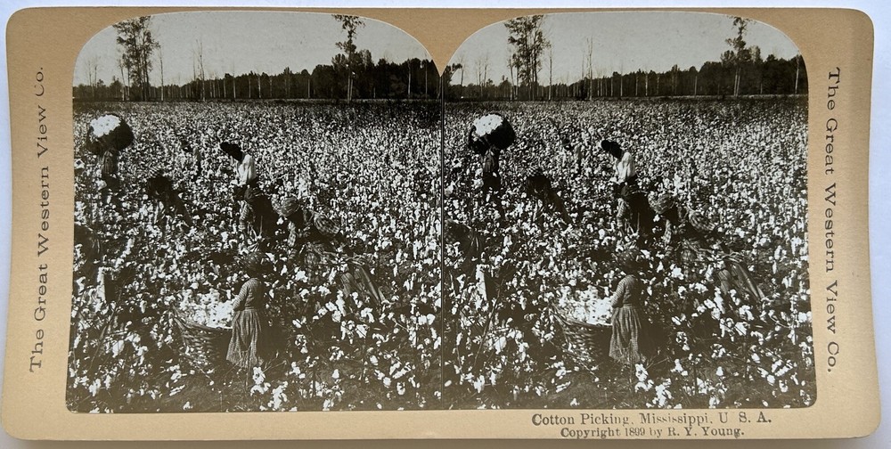 USA United States Cotton Harvest Mississippi 1899 Stereo Photo Vintage P81L7