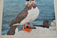 Lot of 2 Puffin Photography BIRD Prints North Fork Eastern LI Jane Utz FRAMED