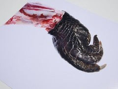 Claw – 17″ x 22″ Fine Art Photography Print – Artistic Food Photography