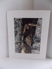 WOLF PHOTOGRAPH BY WARREN MAGILL LIMITED EDITION 20″ X 16″