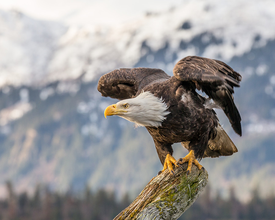 Bald Eagle about to fly in Alaska 8″x10″ Photograph Print 8×10