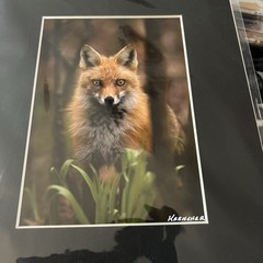 SIGNED 5X7 MATTED RED FOX IN THE FOREST WILDLIFE PHOTO
