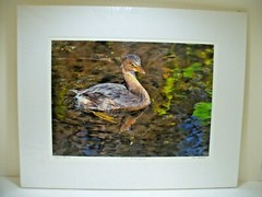 MATTED PHOTOGRAPHY Pied Billed Grebe in Paynes Prairie By Dom Martino 20x16in