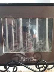 Vtg Ansel Adams Redwoods CA In Original Museum Graphics 8×10 Photo Ships Frm USA