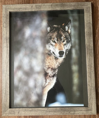 Framed Color Wolf Photograph Print Wall Art, Portrait, Animals Nature Theme