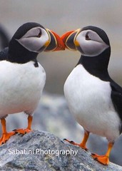 Atlantic Puffins Kissing, Machais Seal Island, Maine, 11 x 14 Print