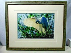Thomas Mangelsen Le Danseur — Great Egret Framed Photograph