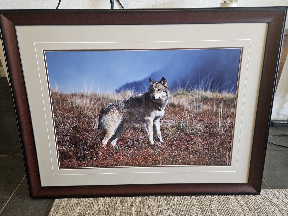 Thomas Mangelsen «The Scout» #2890 L/E Print 277/3500