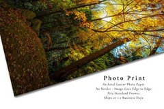 Great Smoky Mountains Tennessee Print – Picture Leaves in Sunlight on Autumn Day