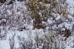 «Lone Wolf» Yellowstone Nat’l Park Spring 2022 (11 x 14″ Metal Photo Print)