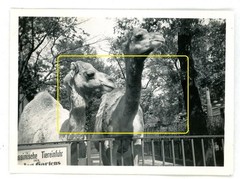 17 photos zoo zoological garden Berlin 1933 lions elephants leopards walrus