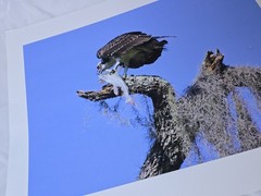 RARE John B. Spohrer, Jr. Signed Osprey Catfish Print Florida’s Forgotten Coast