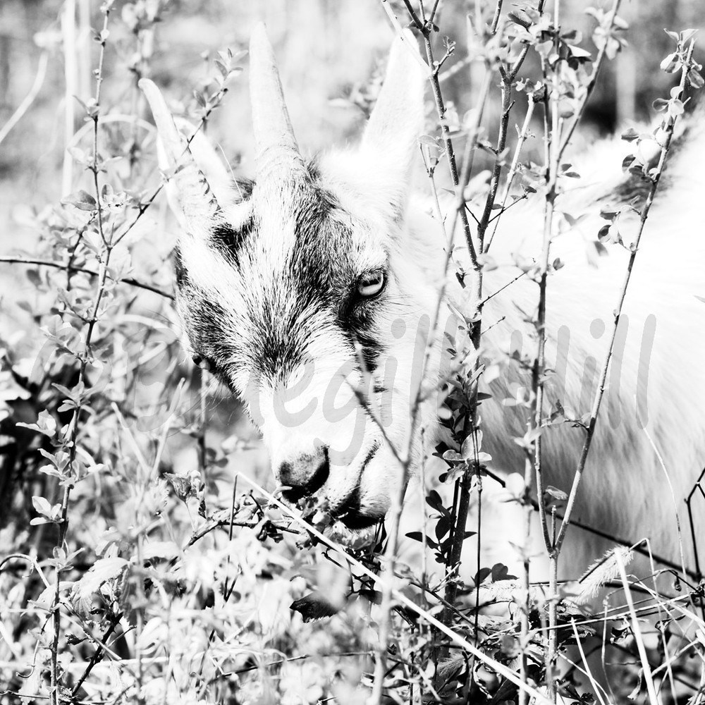 B&W Fine Art Archival Giclee Print: Gazing and Grazing Pygmy Goat