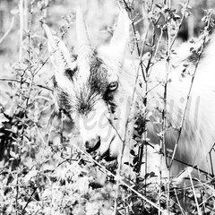 B&W Fine Art Archival Giclee Print: Gazing and Grazing Pygmy Goat
