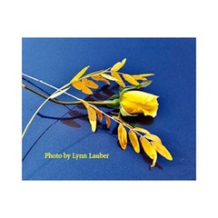  Art Photographic Images, Contemporary, Tulips against Blue,  8 x 10 print