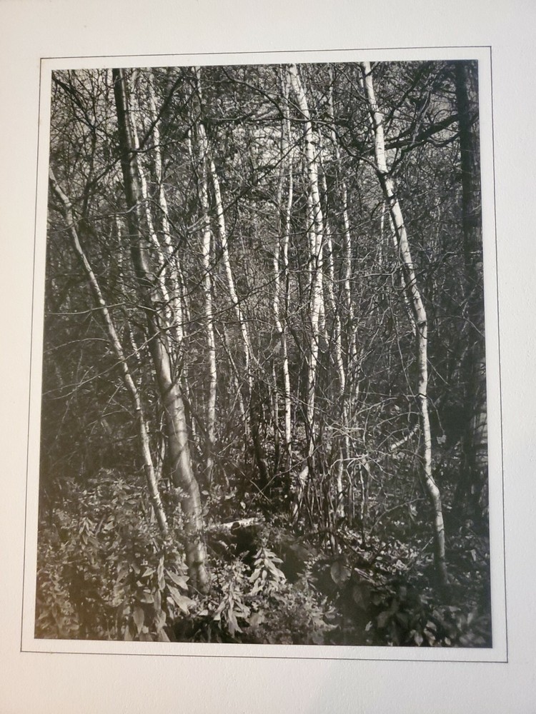 TREES ORIGINAL SIGNED ART PHOTO B&W STETTNER VTG MATTE NJ CAMERA