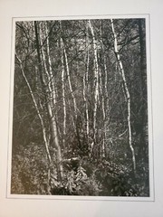 TREES ORIGINAL SIGNED ART PHOTO B&W STETTNER VTG MATTE NJ CAMERA