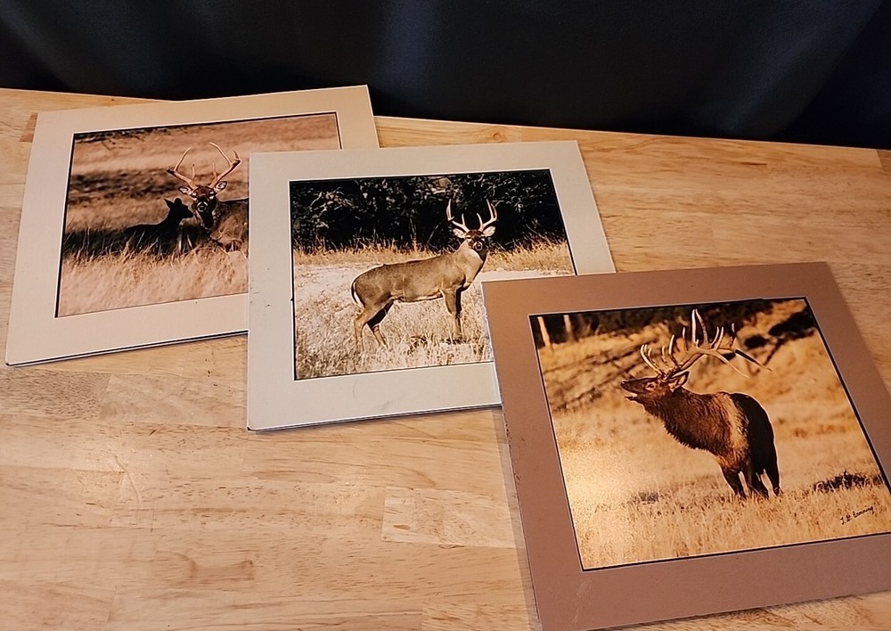 Tom Browning Signed Wildlife Photos Set Of 3 Matted No Frames