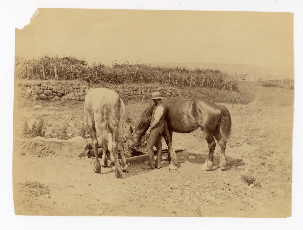 Frank Meadow Sutcliffe Whitby England Albumen Photo British Master Man w Horses