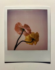 1 x Polaroid, Flower, Poppy, SX 70, Color Photo, Photography, Instant Photo, Art