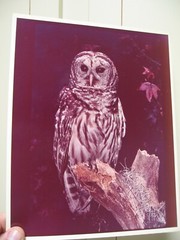 Wildlife Photographer William Weber Matted Seagull Signed-New, Geese, Marred Owl