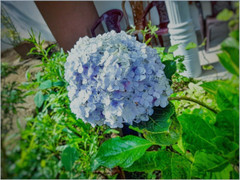 Digital Photo Of a Bunch of flowers in Sri Lankan nature