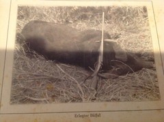 Vtg Antique Africa Photographs Signed J K Nature Leopard Snake Buffalo Swahili 4