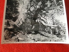 Vintage 1930’s/40’s Colorado Silver Gelatin Photo Near Dream Lake