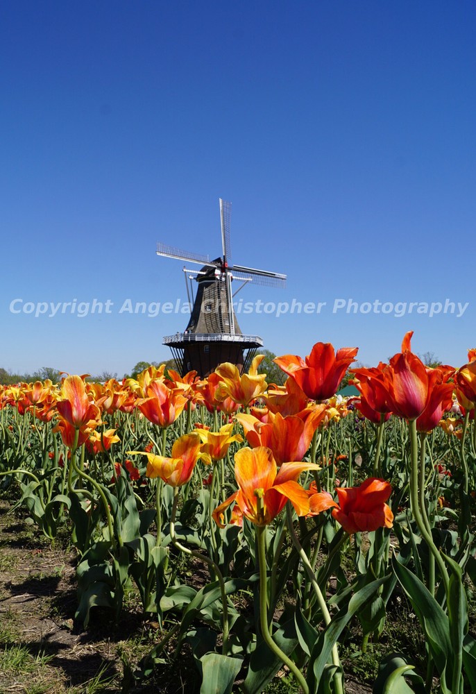 Original ACEO photo fine art print 2.5×3.5 in WINDMILL N’ TULIPS orange blue sky