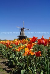 Original ACEO photo fine art print 2.5×3.5 in WINDMILL N’ TULIPS orange blue sky