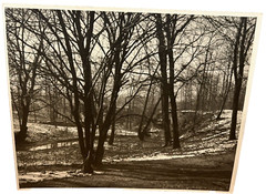 Arthur Gray Standard Oil Photographer Cleveland Ohio Americana Wooded Landscape!