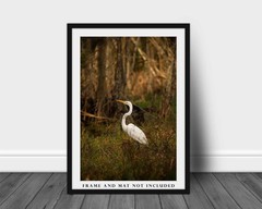 Great Egret Photography Print: Louisiana Swamp Water Bird Wildlife Nature Photo