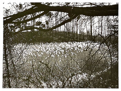 Original SIGNED N. JAY JAFFEE Gelatin Silver Photograph (Flowers in Landscape)