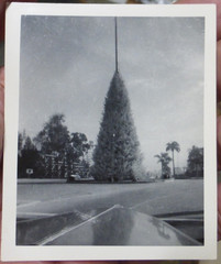 Vintage 1941 & 1943 Pasadena Photographs,The Christmas Tree Circle,Hinterlands