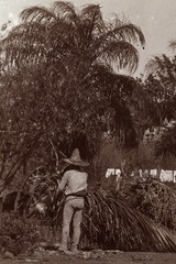 Larger size C. B. WAITE photo, Homes of coffee growers, Mexico, rare, , Vintage