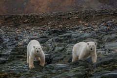Print (16″x24″): Polar Bear in Svalbard