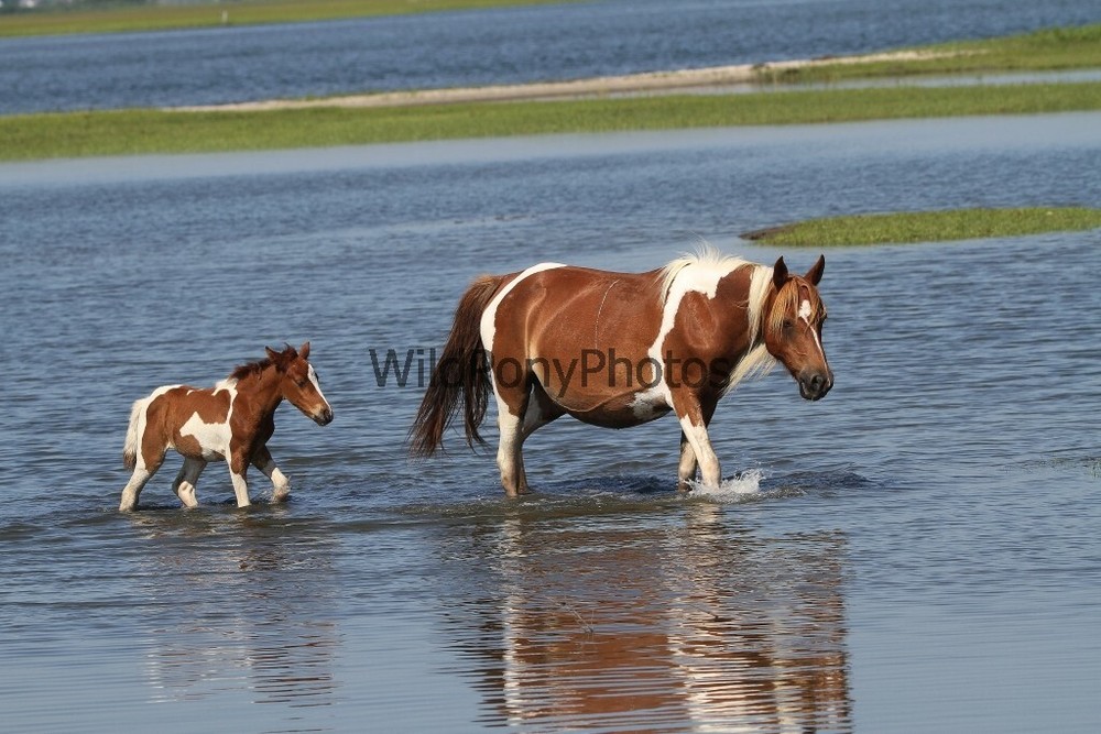 Chincoteague Pony Photo Chestnut Pinto Mare and Foal – Various Sizes