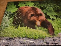 Bear Grizzly Painting Photo Mounted Wood Frame