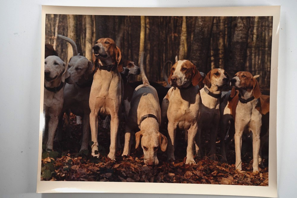 Vintage Analog Photo France Hunting Foxhunting Horse 24X30Cm 1970