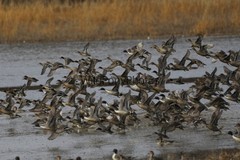 Pintails Photo 1, Pick One Image – Various Sizes