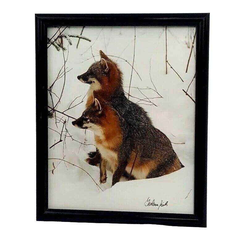 Apertures West 1991 Graham Smith Signed Nature Wildlife Photograph Fox In Snow
