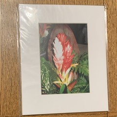 Matted Color Floral Flower Photograph Print – Portrait Nature Theme on Paper