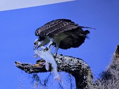 RARE John B. Spohrer, Jr. Signed Osprey Catfish Print Florida’s Forgotten Coast