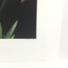 Original Photogravure By Sandi Daniel ( Tiger Lily) Limited Ed. 2002 19” X 13”