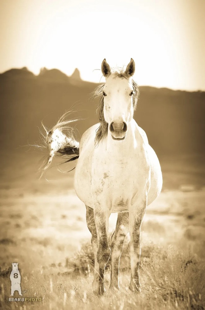Wild Horse Photography Prints – Western Décor – Paper, Canvas, Metal