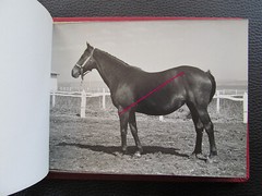 Bulgaria? 1958 15 Photos Equestrian Horse Stud Breeding Racing Jockey