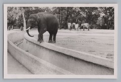 Munich 1941 – Zoo Elephant Enclosure – Old Photo 1940s