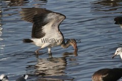 Ibis Photo, Pick One Image – Various Sizes